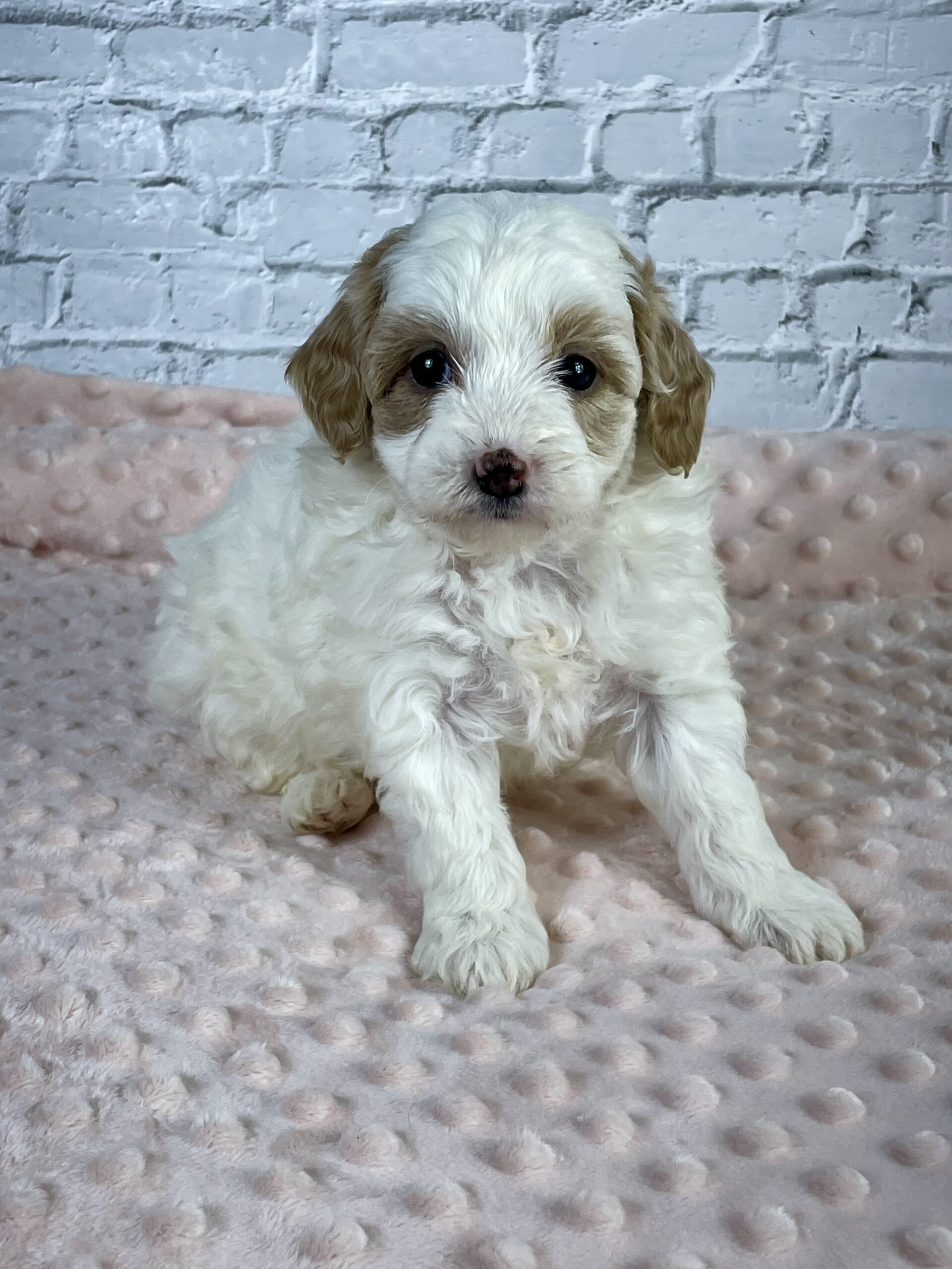 goldendoodle