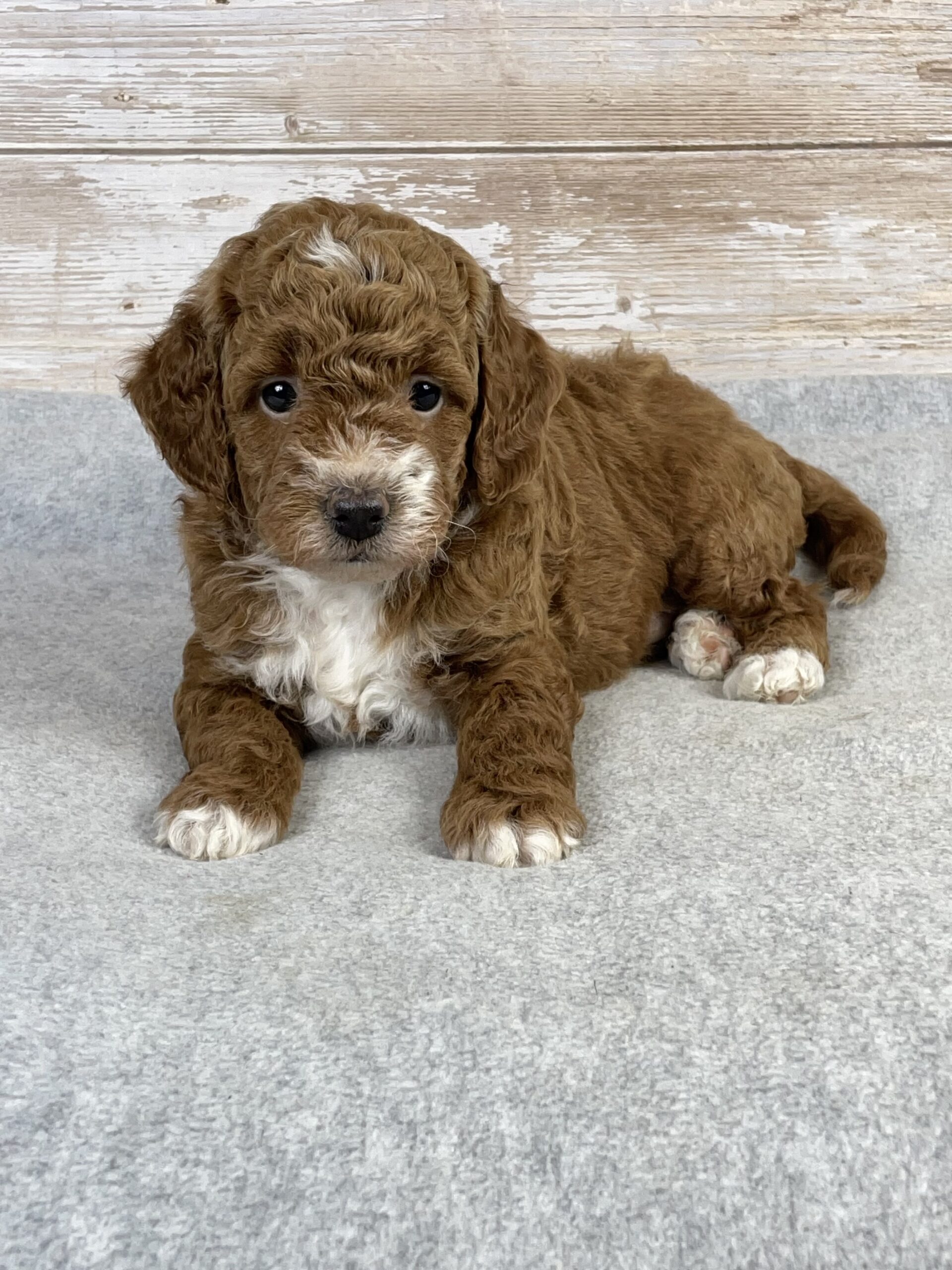 goldendoodle