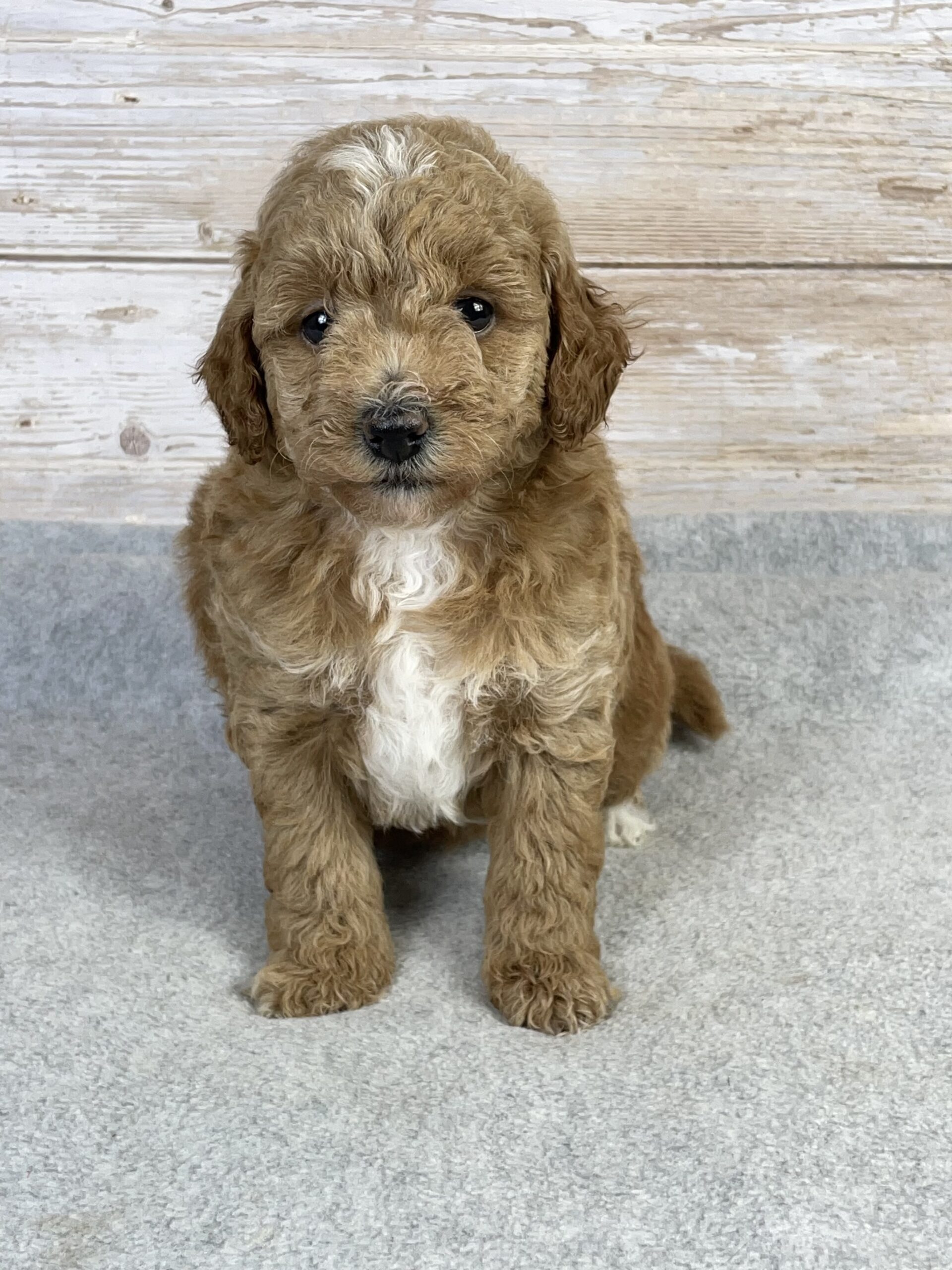 goldendoodle