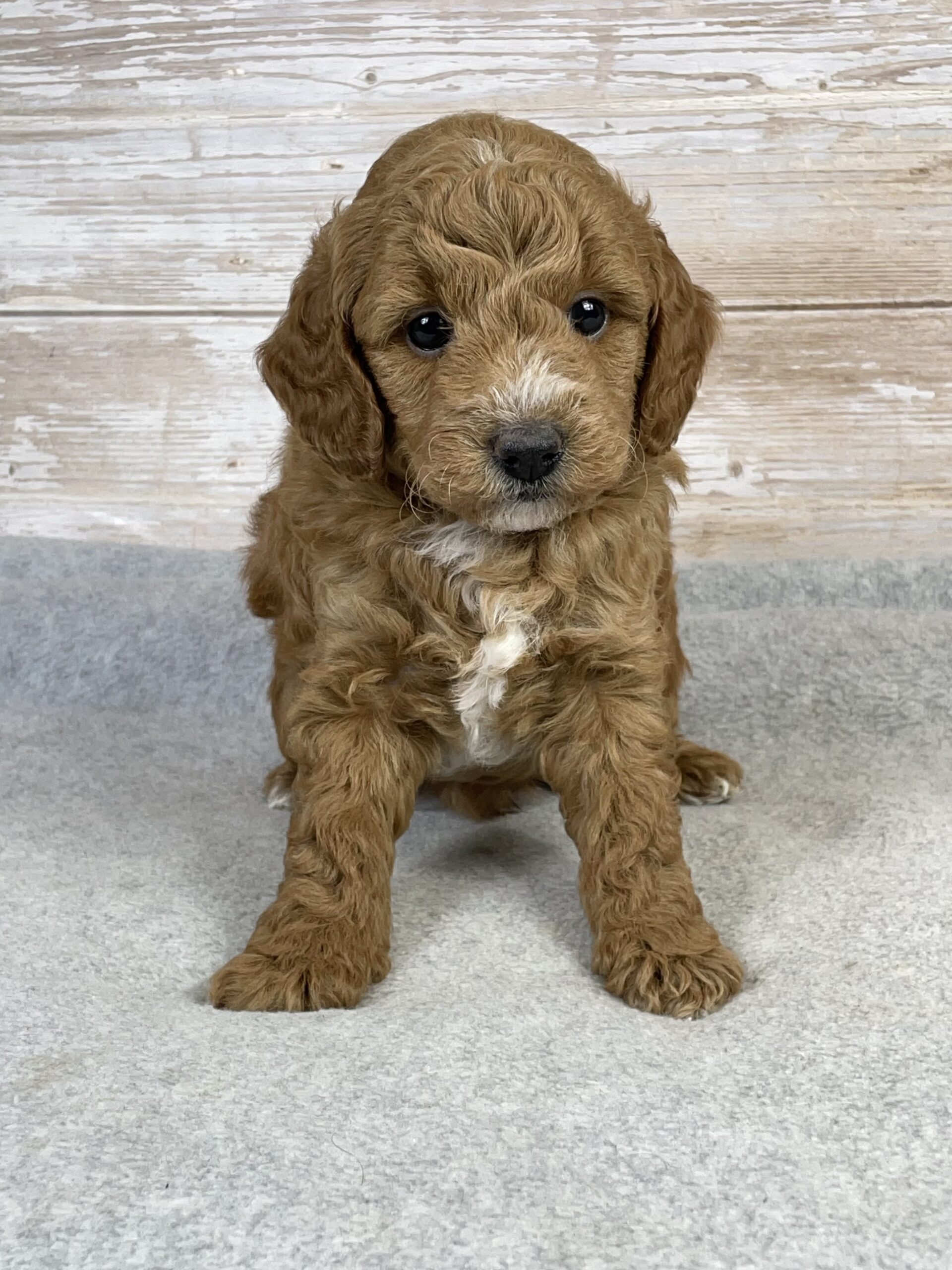 goldendoodle