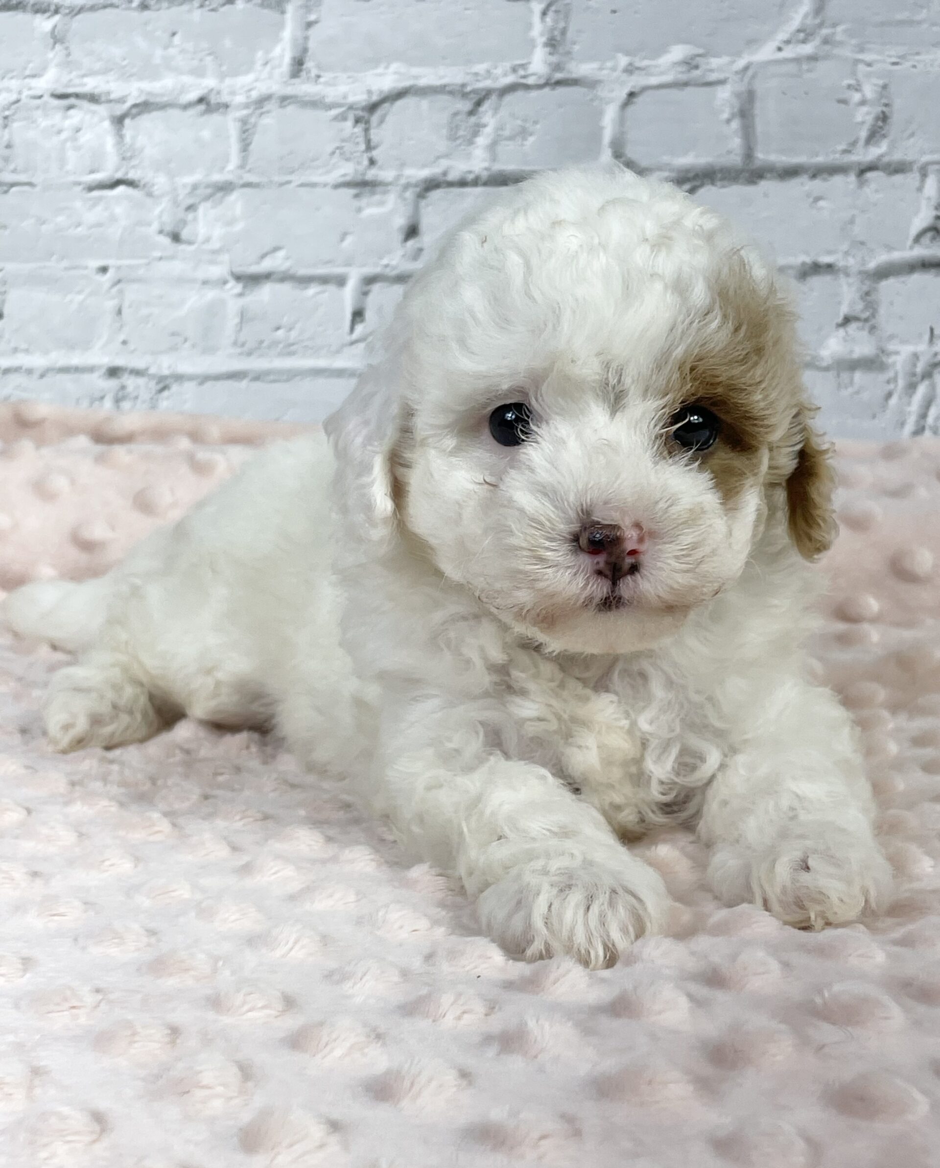 goldendoodle