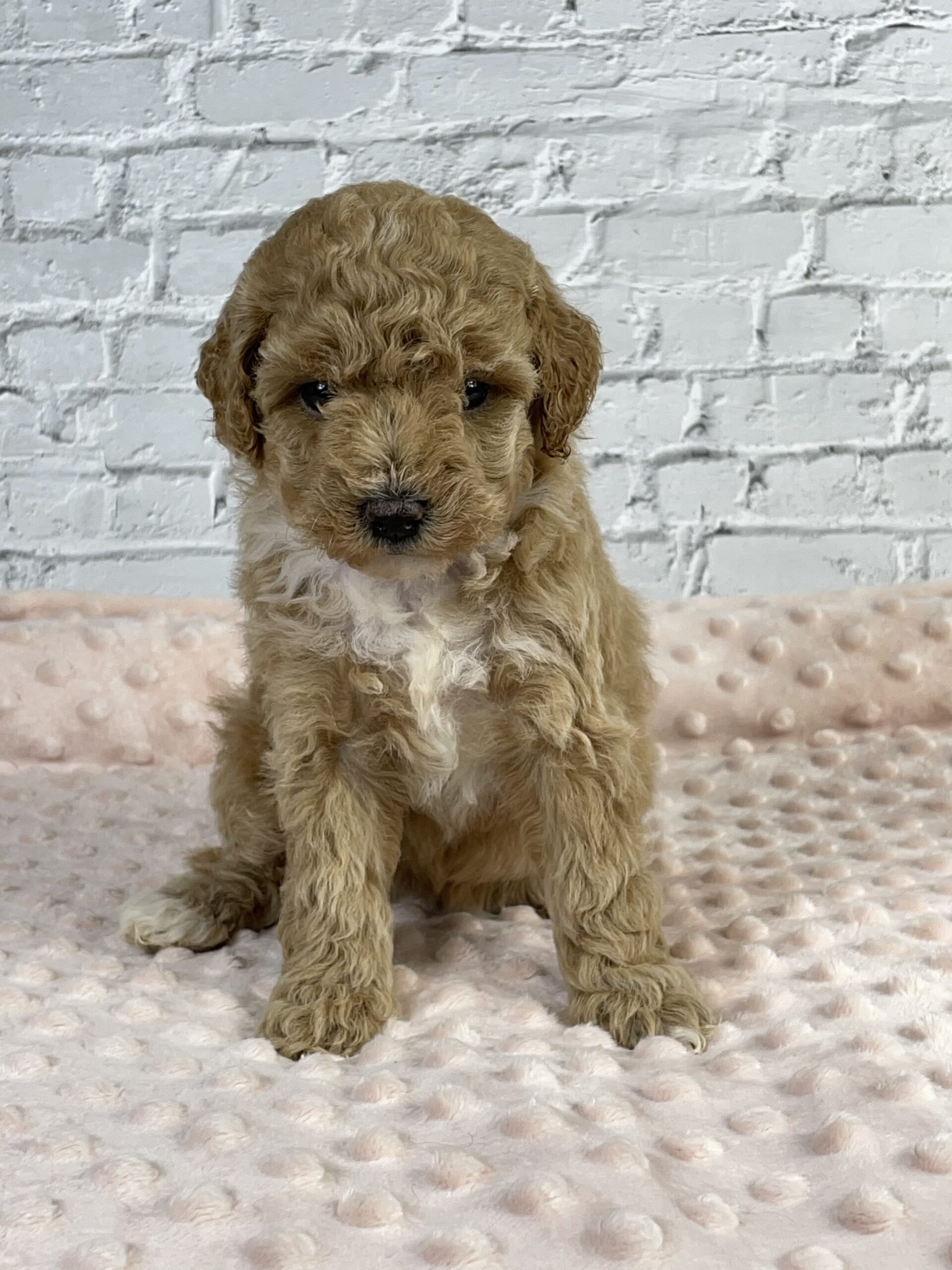goldendoodle