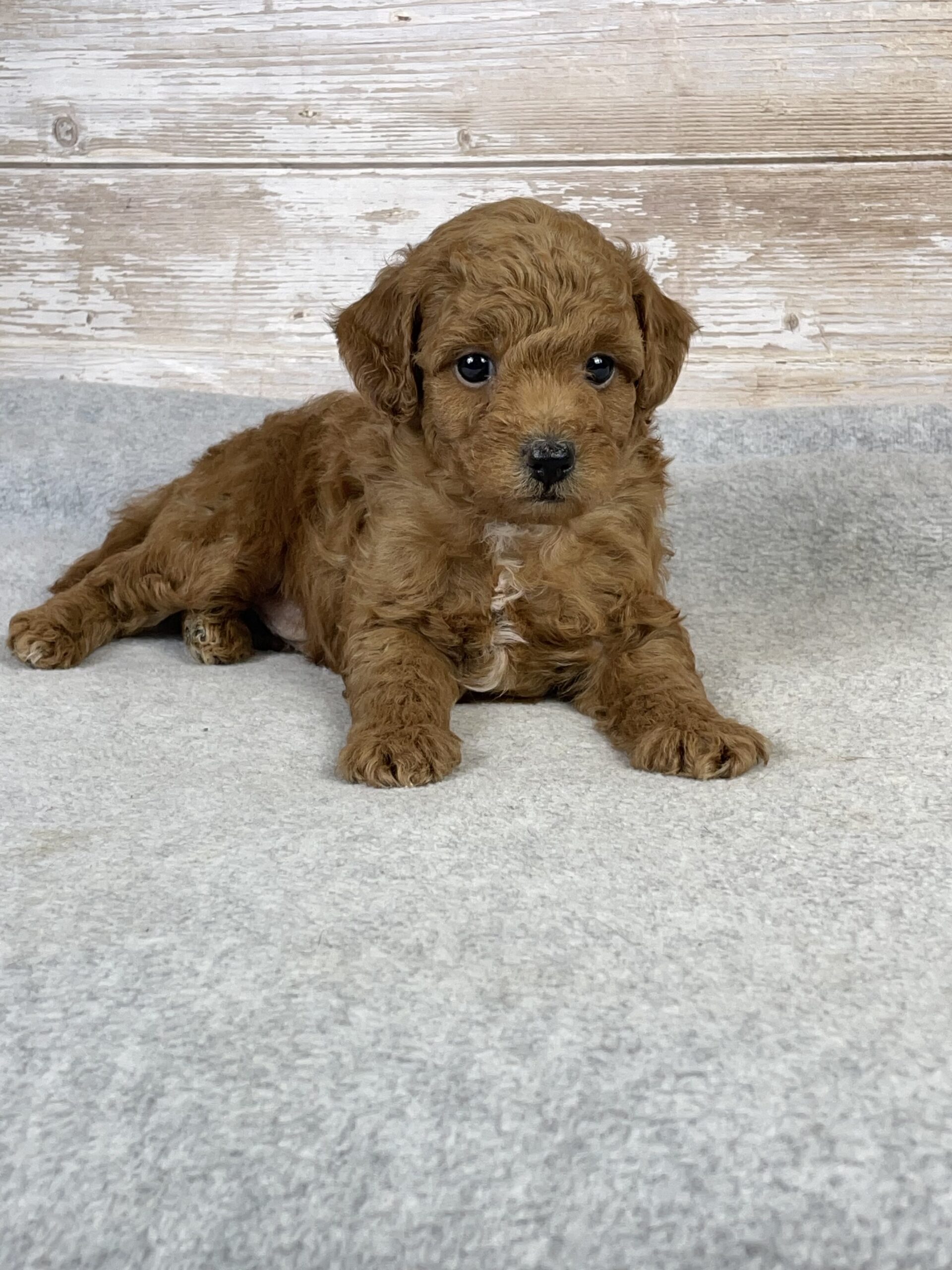 goldendoodle