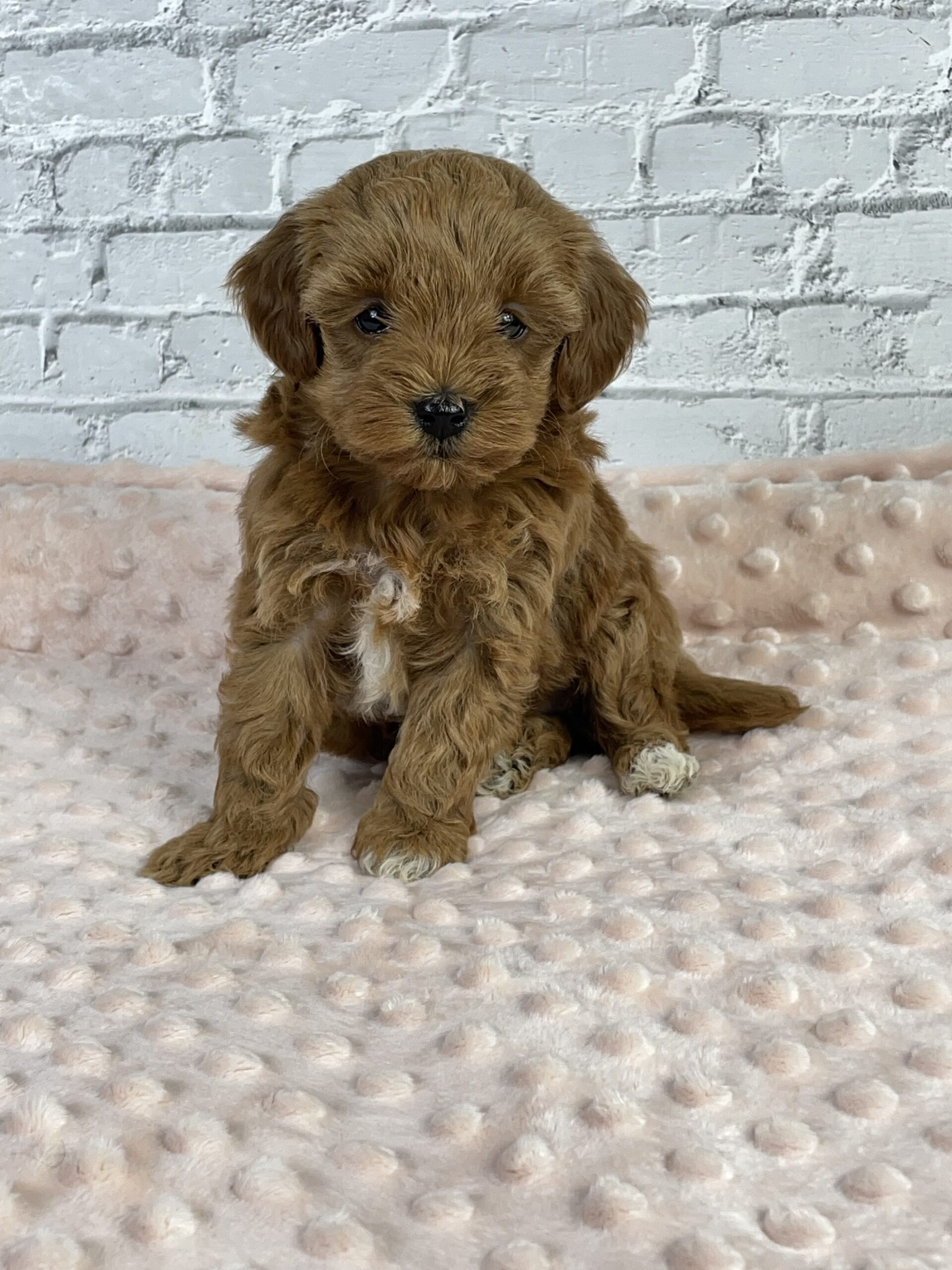 goldendoodle